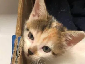 Gato raça SRD-ViraLata idade Abaixo de 2 meses nome Princesa tricolor