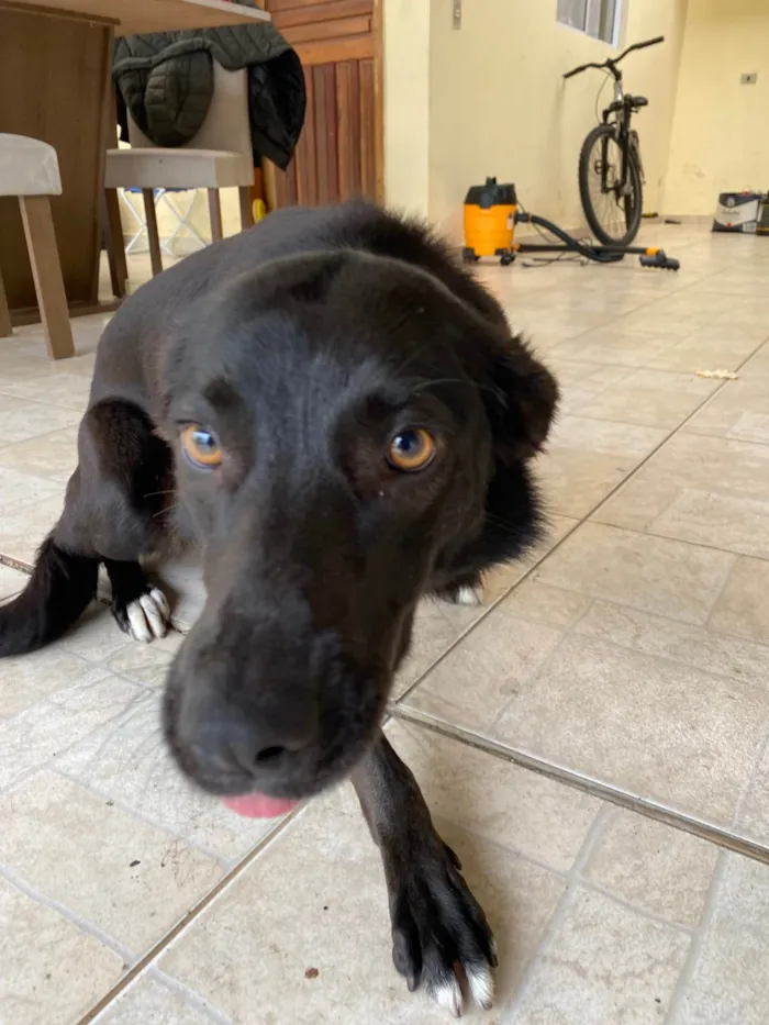 Cachorro ra a SRD-ViraLata idade 2 anos nome Foca 