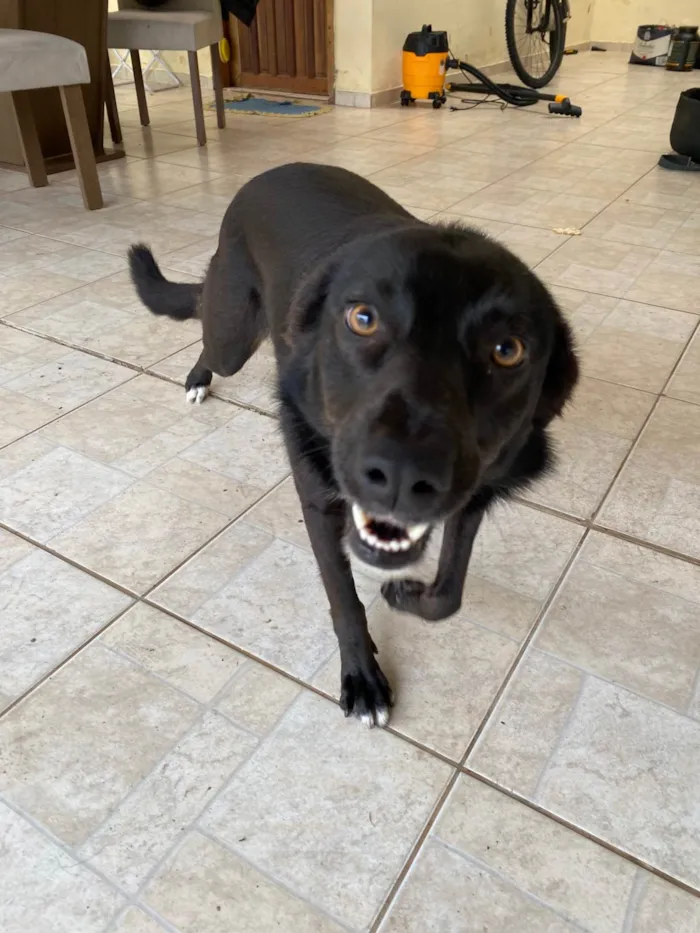 Cachorro ra a SRD-ViraLata idade 2 anos nome Foca 