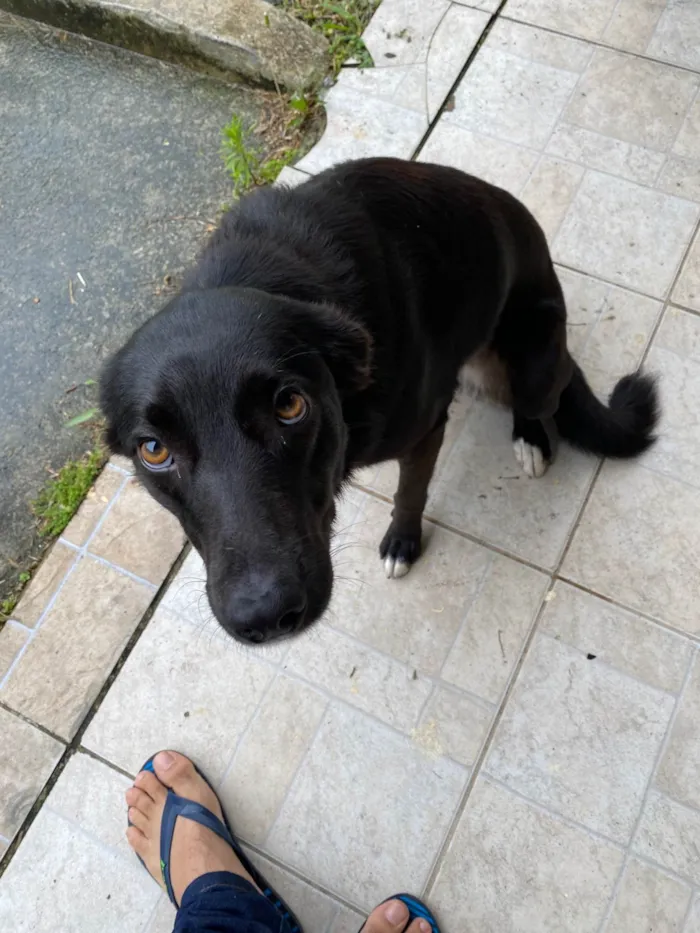 Cachorro ra a SRD-ViraLata idade 2 anos nome Foca 