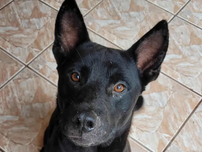 Cachorro ra a SRD-ViraLata idade 7 a 11 meses nome Negão