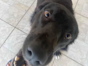 Cachorro raça SRD-ViraLata idade 2 anos nome Foca 