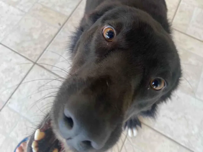 Cachorro ra a SRD-ViraLata idade 2 anos nome Foca 