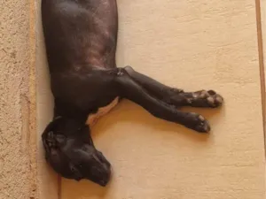 Cachorro raça SRD-ViraLata idade 2 a 6 meses nome Sem nome