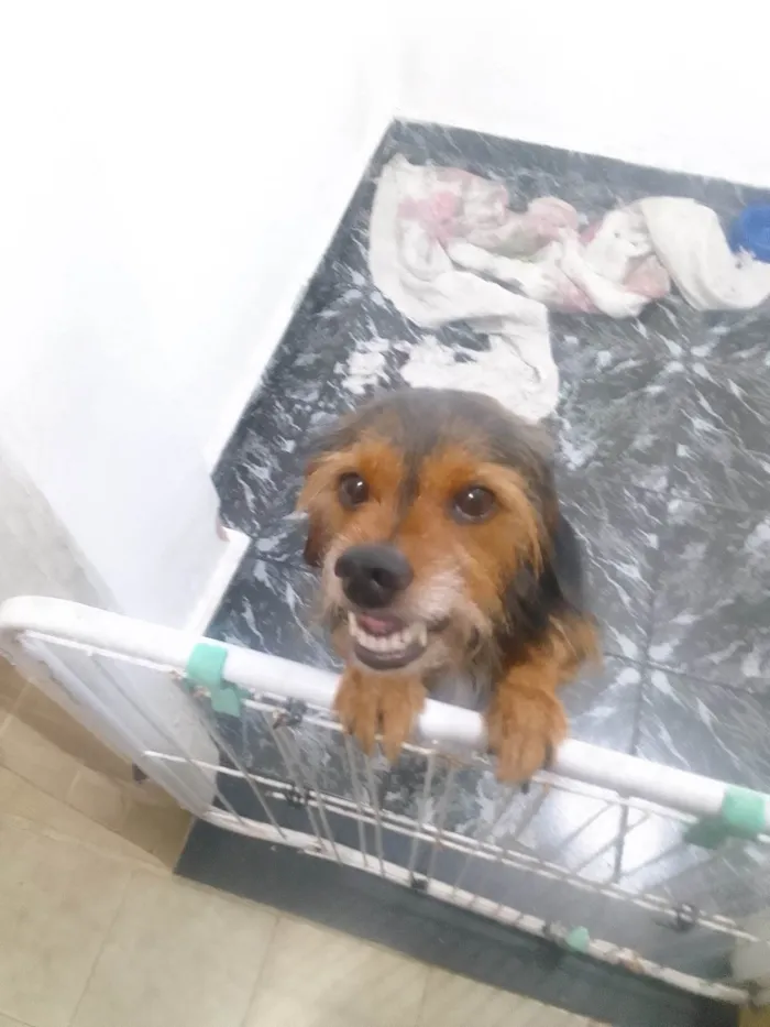 Cachorro ra a SRD-ViraLata idade 3 anos nome Zeus