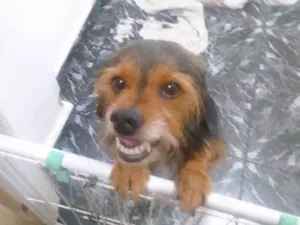 Cachorro raça SRD-ViraLata idade 3 anos nome Zeus