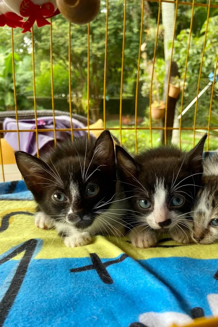 Gato ra a SRD-ViraLata idade Abaixo de 2 meses nome Felipinho 