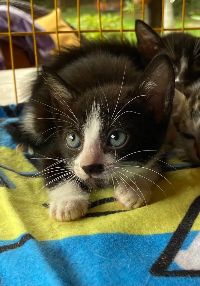 Gato ra a SRD-ViraLata idade Abaixo de 2 meses nome Felipinho 