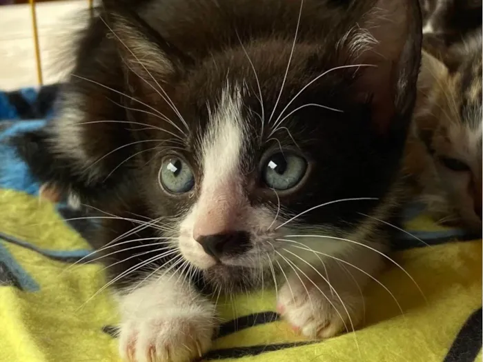 Gato ra a SRD-ViraLata idade Abaixo de 2 meses nome Felipinho 