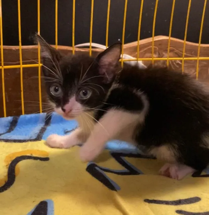 Gato ra a SRD-ViraLata idade Abaixo de 2 meses nome Jasmim e Violeta 