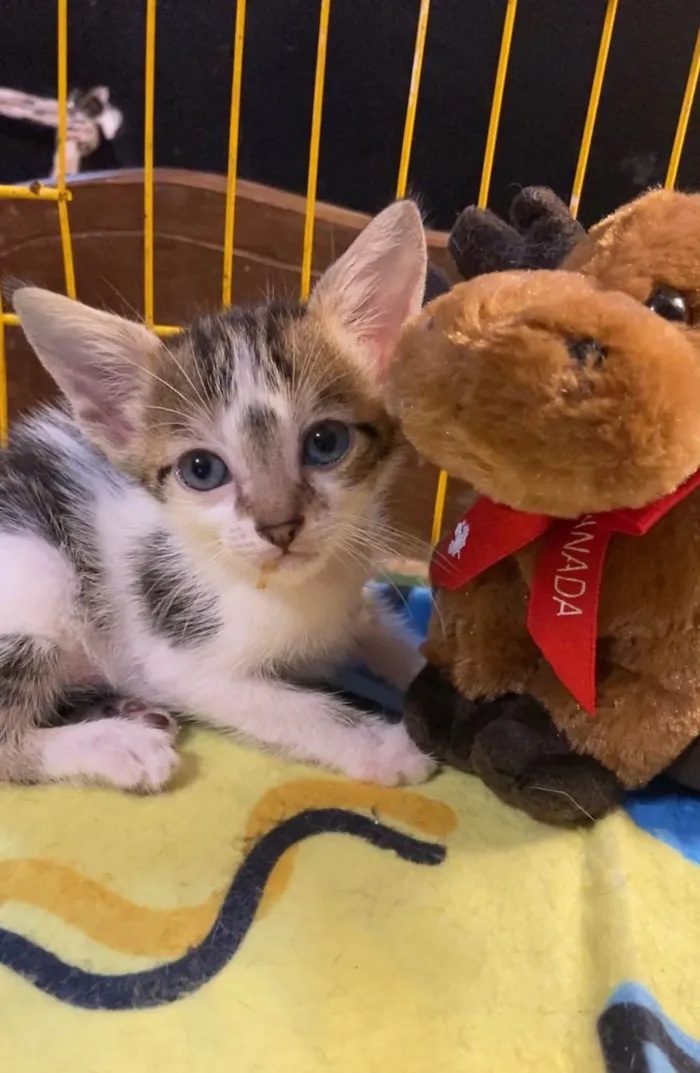 Gato ra a Angorá idade 2 a 6 meses nome Dedé