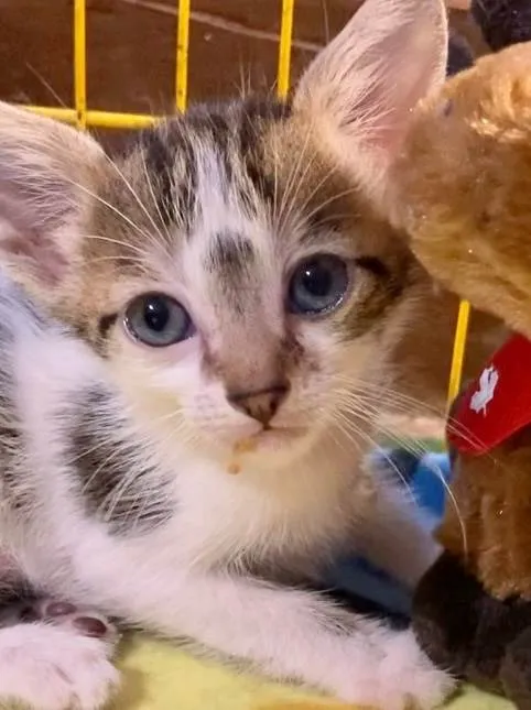 Gato ra a Angorá idade 2 a 6 meses nome Dedé