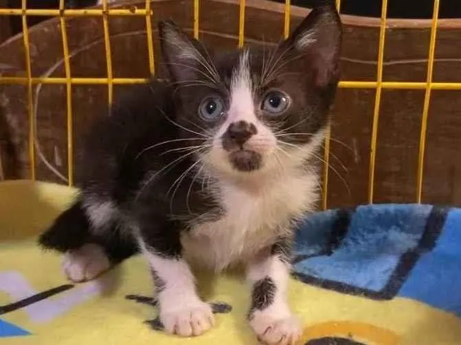 Gato ra a SRD-ViraLata idade Abaixo de 2 meses nome Jasmim e Violeta 