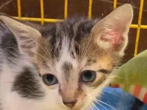 Gato raça Angorá idade 2 a 6 meses nome Dedé