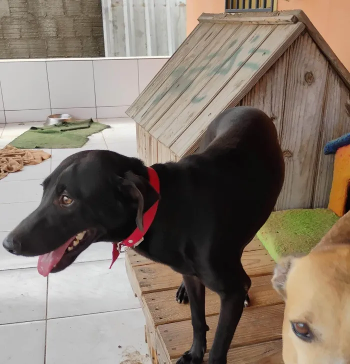 Cachorro ra a SRD-ViraLata idade 6 ou mais anos nome Aron