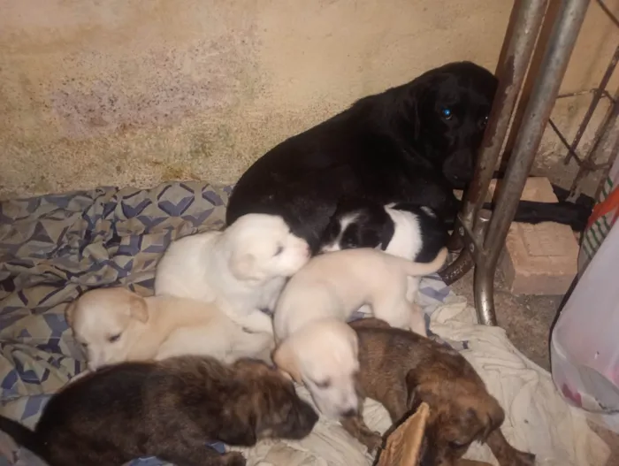 Cachorro ra a SRD-ViraLata idade Abaixo de 2 meses nome Filhotes 