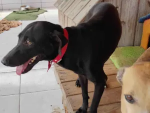 Cachorro raça SRD-ViraLata idade 6 ou mais anos nome Aron