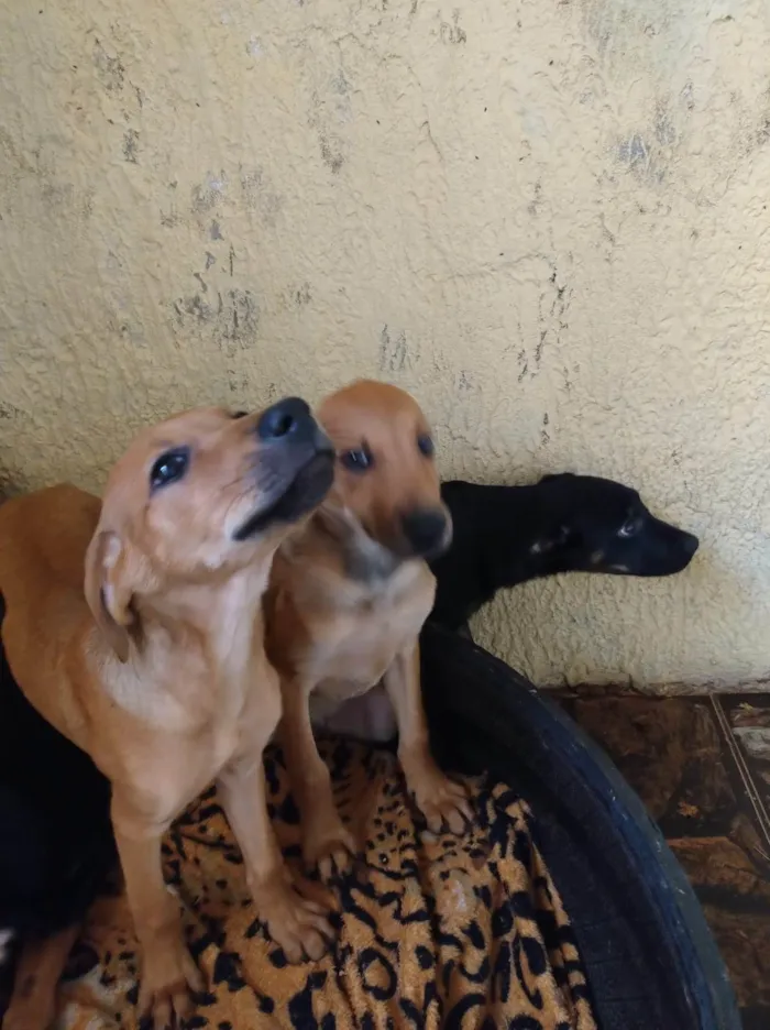 Cachorro ra a SRD-ViraLata idade 2 a 6 meses nome Caramelos