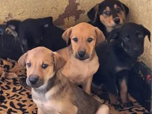 Cachorro raça SRD-ViraLata idade 2 a 6 meses nome Caramelos