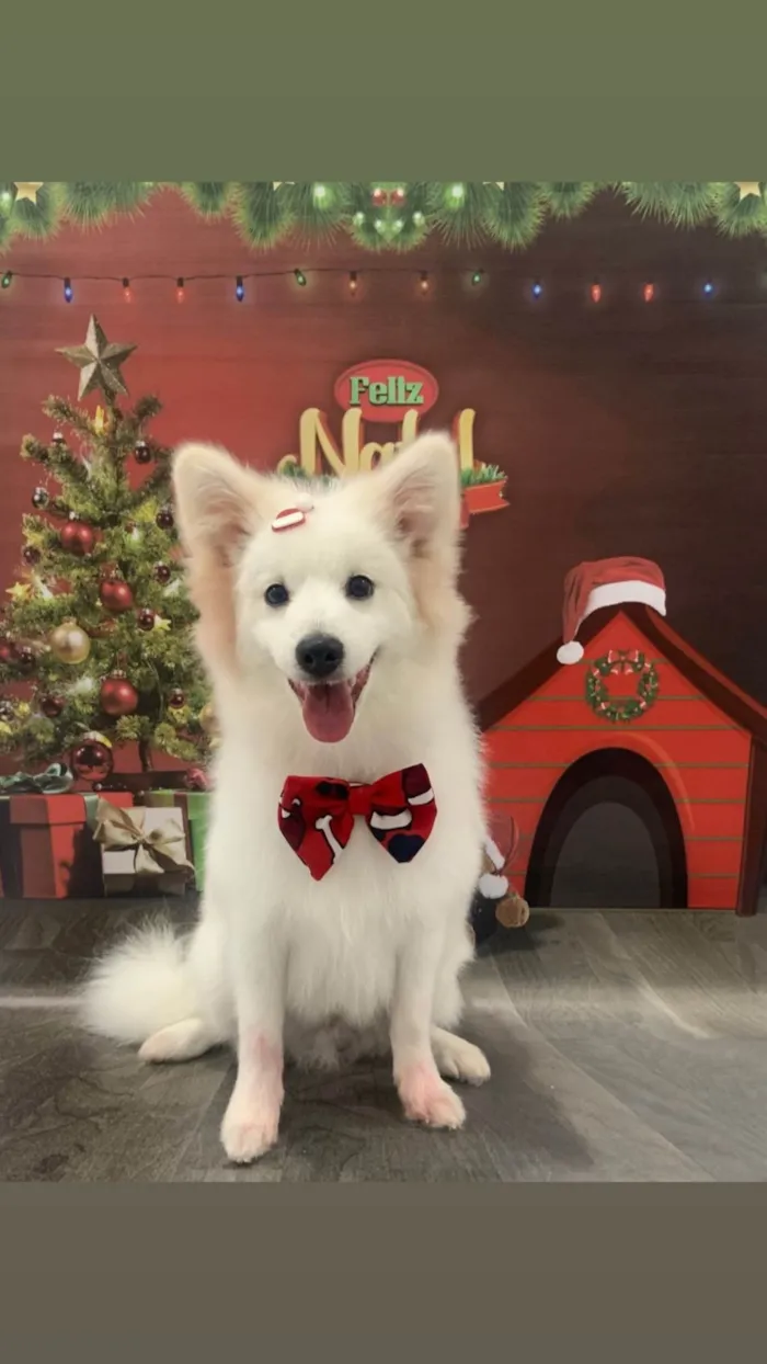 Cachorro ra a Pequinês idade 2 a 6 meses nome Bebê 