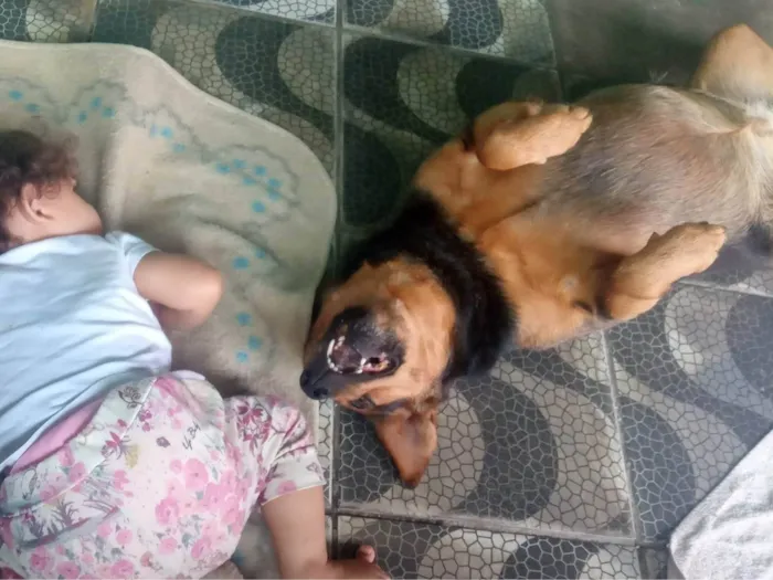 Cachorro ra a SRD-ViraLata idade 5 anos nome Lua