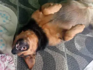 Cachorro raça SRD-ViraLata idade 5 anos nome Lua