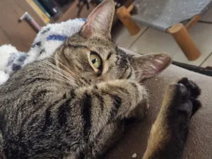 Gato raça SRD-ViraLata idade 3 anos nome Ozzy