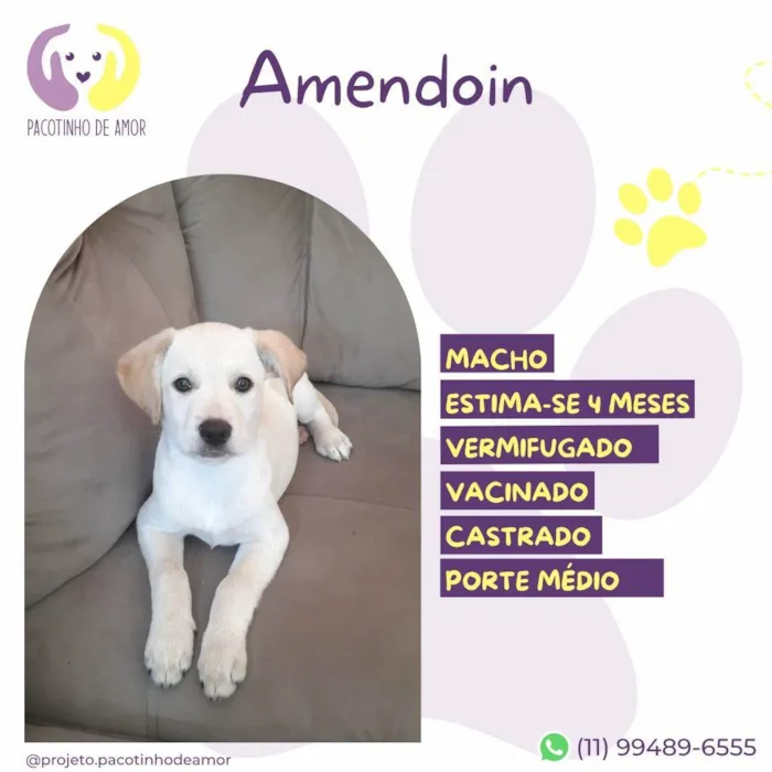 Cachorro ra a SRD-ViraLata idade 2 a 6 meses nome Amendoin