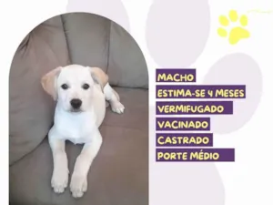 Cachorro raça SRD-ViraLata idade 2 a 6 meses nome Amendoin