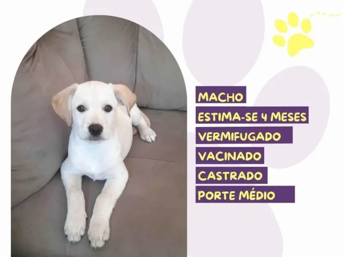 Cachorro ra a SRD-ViraLata idade 2 a 6 meses nome Amendoin