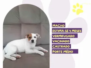 Cachorro raça SRD-ViraLata idade 2 a 6 meses nome Paçoca