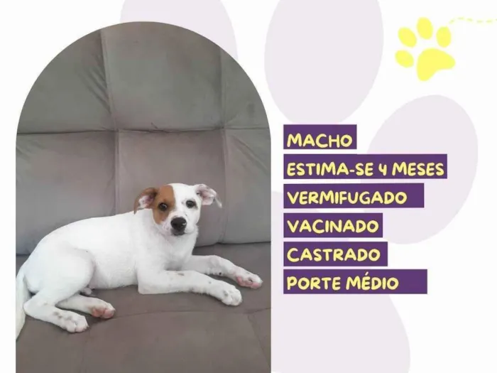 Cachorro ra a SRD-ViraLata idade 2 a 6 meses nome Paçoca