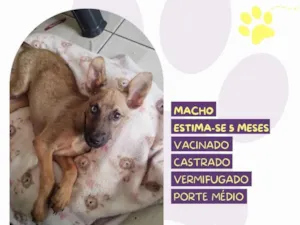 Cachorro raça SRD-ViraLata idade 2 a 6 meses nome Eddie