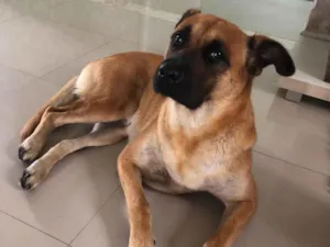 Cachorro raça SRD-ViraLata idade 3 anos nome Lolla Palooza