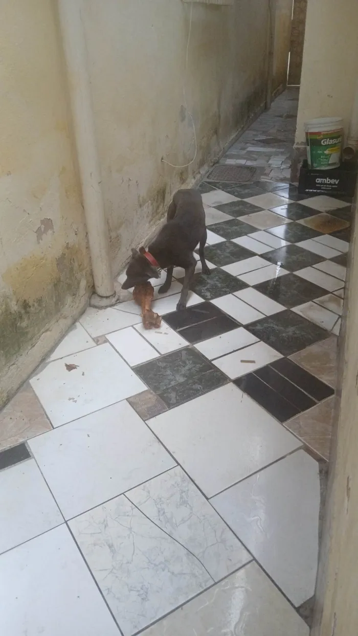 Cachorro ra a SRD-ViraLata idade 7 a 11 meses nome Luna 