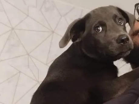 Cachorro ra a SRD-ViraLata idade 7 a 11 meses nome Luna 