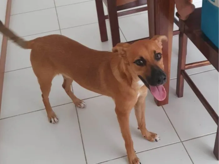 Cachorro ra a SRD-ViraLata idade 2 a 6 meses nome Lupi