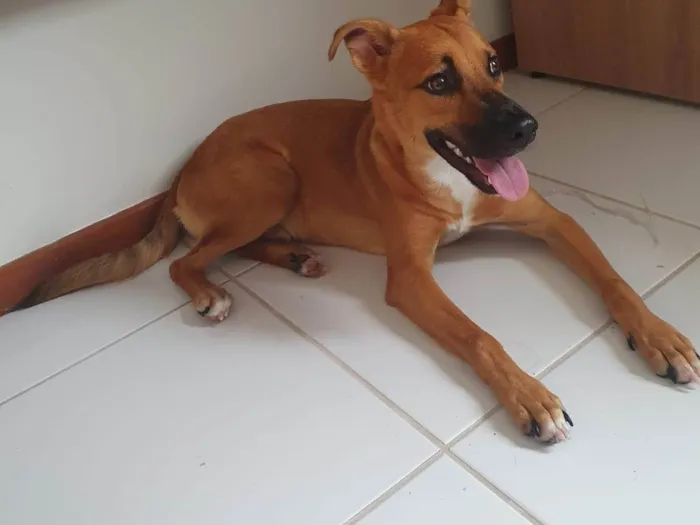 Cachorro ra a SRD-ViraLata idade 2 a 6 meses nome Lupi