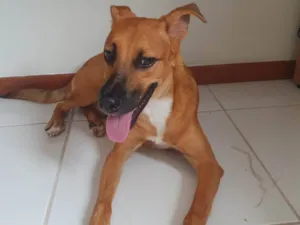 Cachorro raça SRD-ViraLata idade 2 a 6 meses nome Lupi