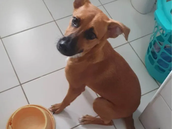 Cachorro ra a SRD-ViraLata idade 2 a 6 meses nome Lupi