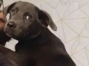 Cachorro raça SRD-ViraLata idade 7 a 11 meses nome Luna 