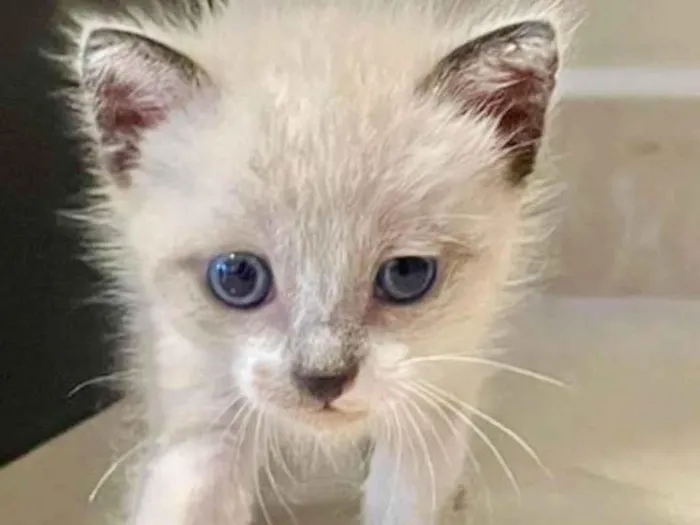 Gato ra a SRD-ViraLata idade 2 a 6 meses nome Pingo 