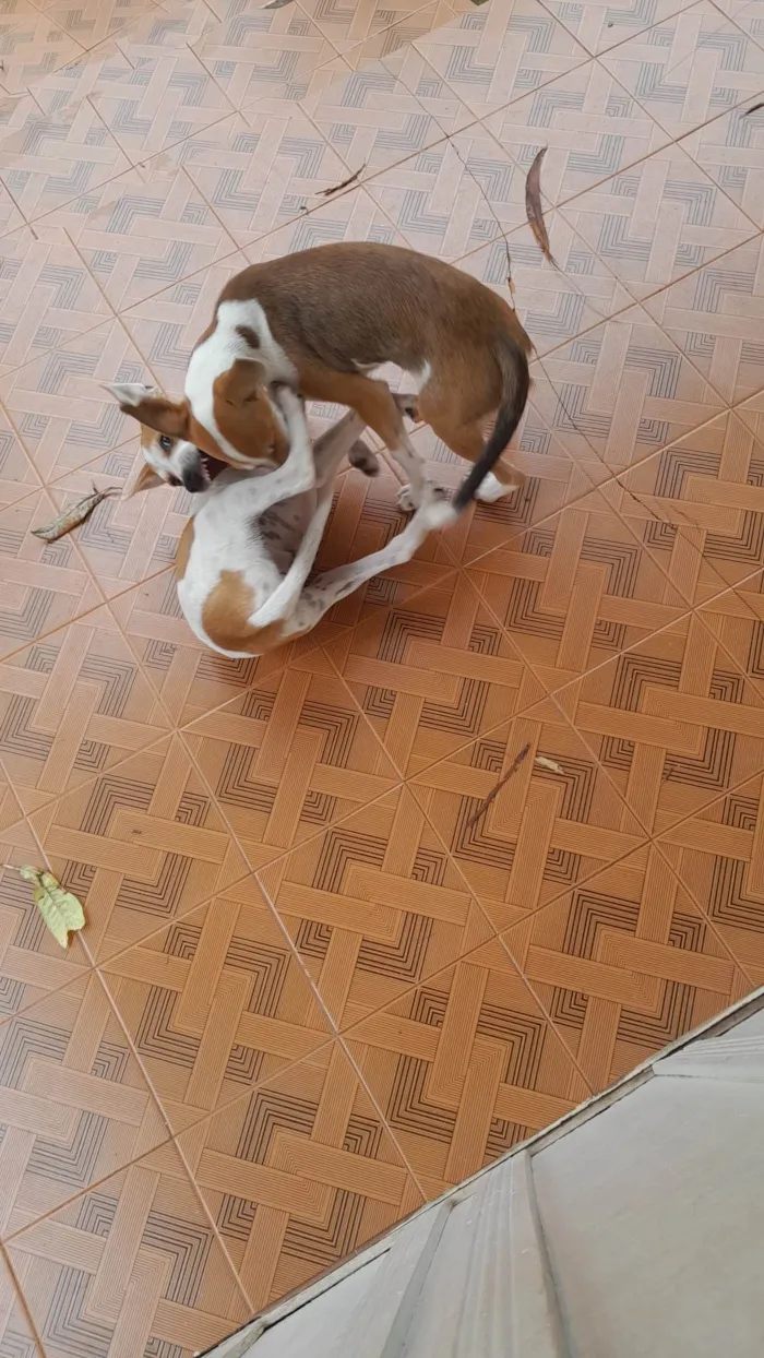 Cachorro ra a SRD-ViraLata idade 2 a 6 meses nome 3 caezinhos 