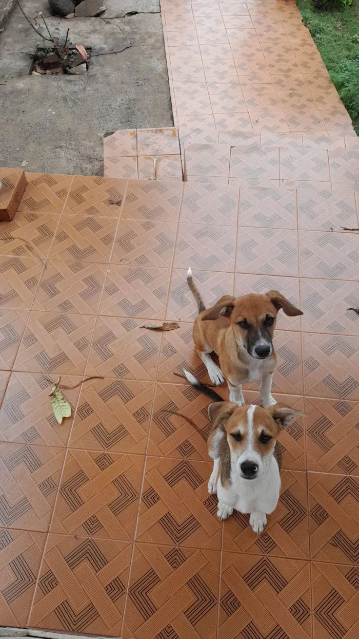 Cachorro ra a SRD-ViraLata idade 2 a 6 meses nome 3 caezinhos 