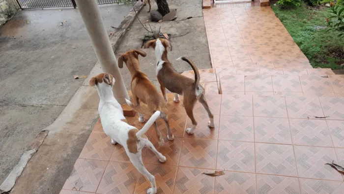 Cachorro ra a SRD-ViraLata idade 2 a 6 meses nome 3 caezinhos 