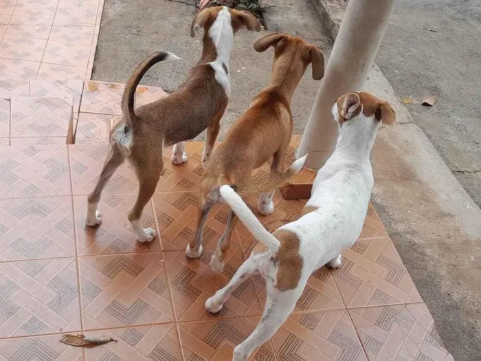 Cachorro ra a SRD-ViraLata idade 2 a 6 meses nome 3 caezinhos 