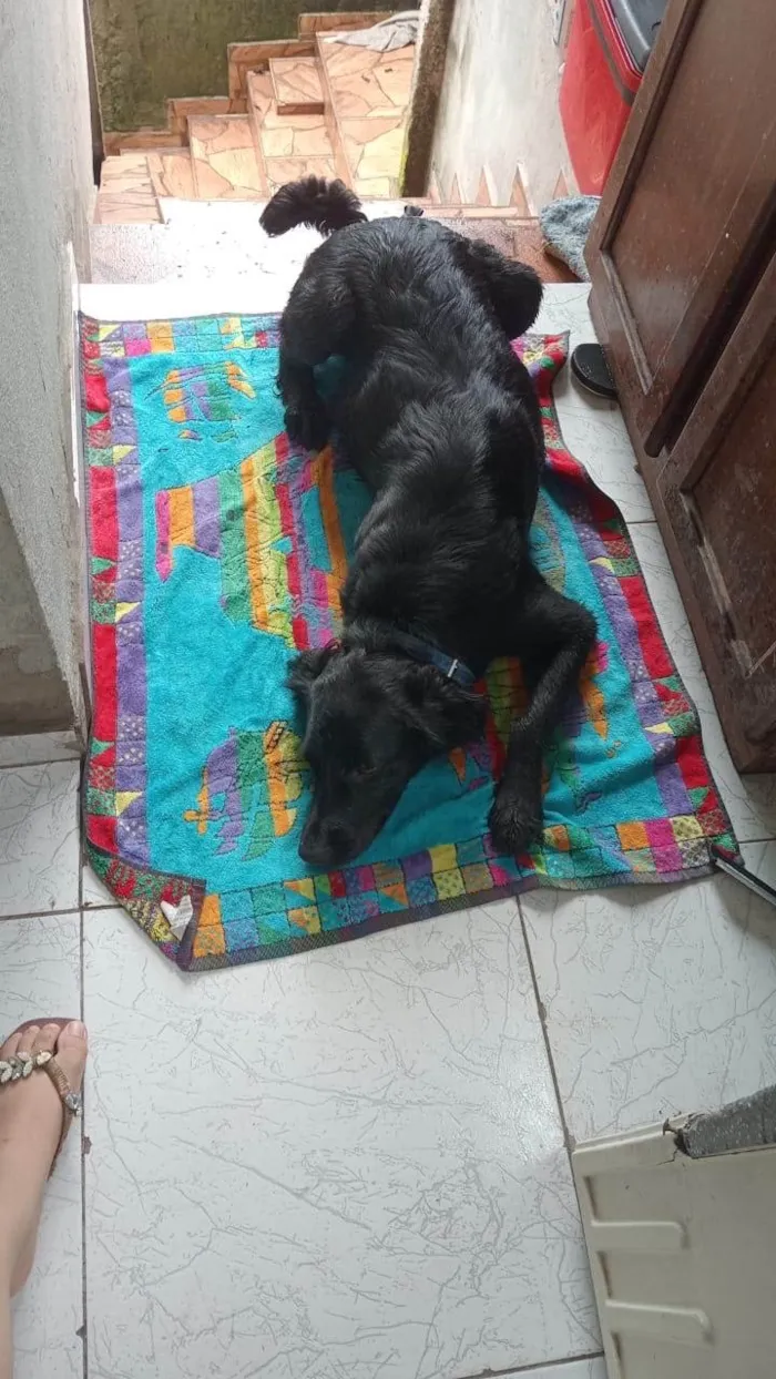 Cachorro ra a SRD-ViraLata idade 2 anos nome Negão 