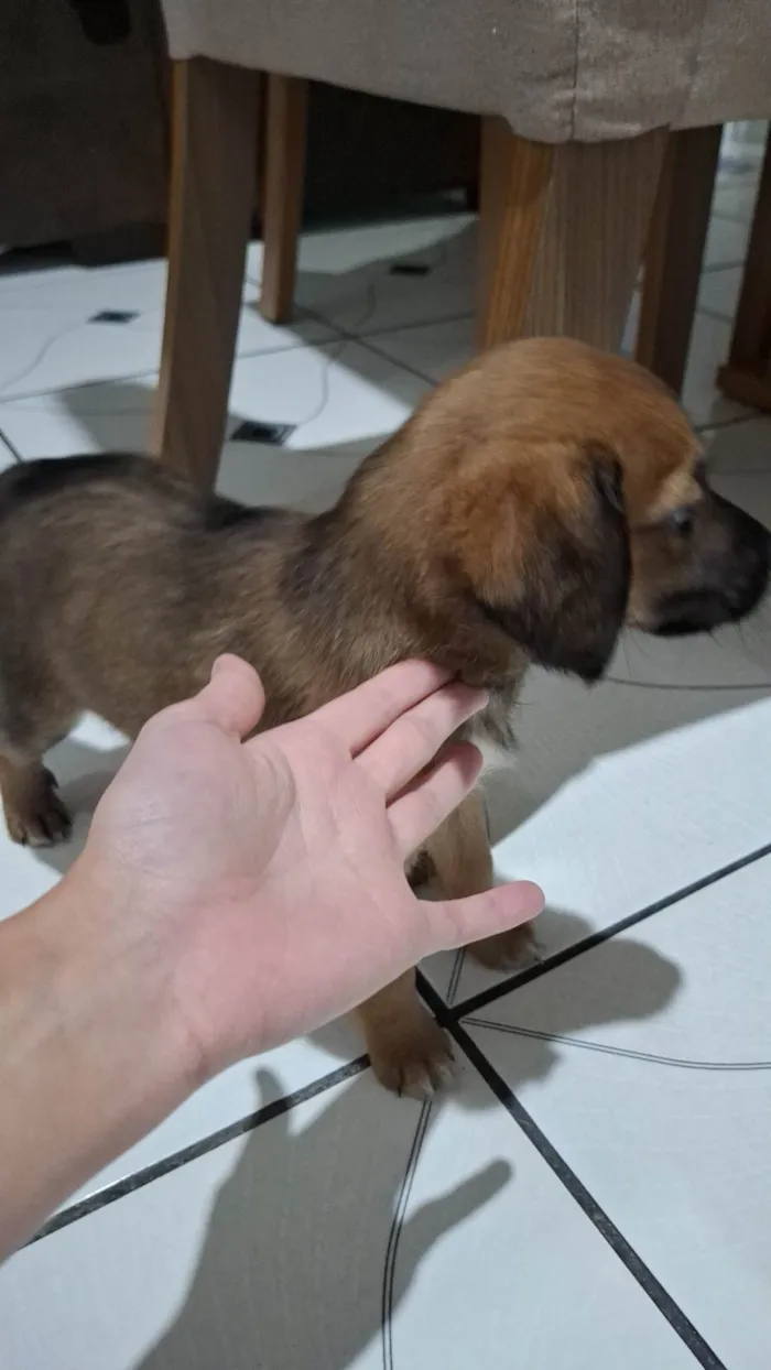 Cachorro ra a SRD-ViraLata idade 2 a 6 meses nome Chico