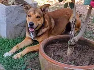 Cachorro raça SRD-ViraLata idade 4 anos nome Marley 