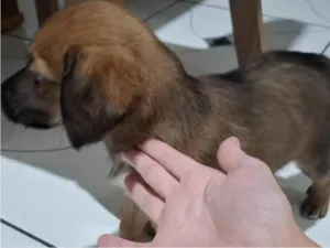 Cachorro raça SRD-ViraLata idade 2 a 6 meses nome Chico